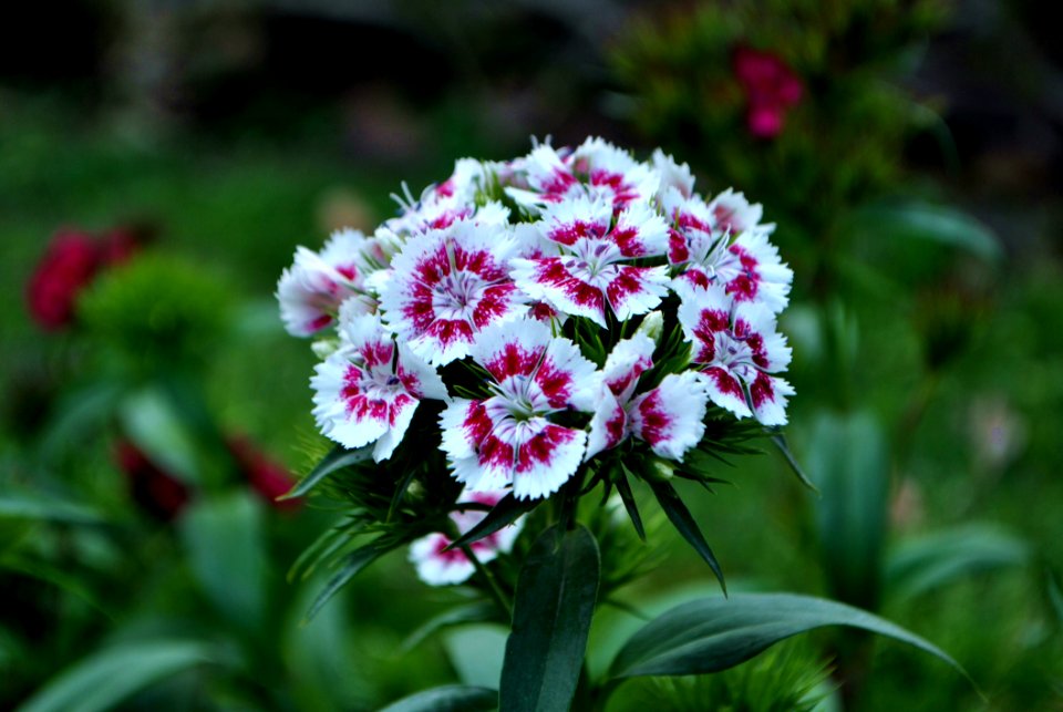 Dianthus Barbatus Flower