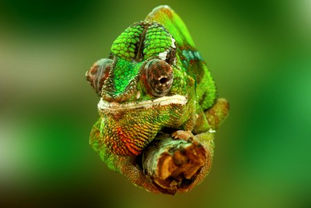 Brown And Green Cameleon photo