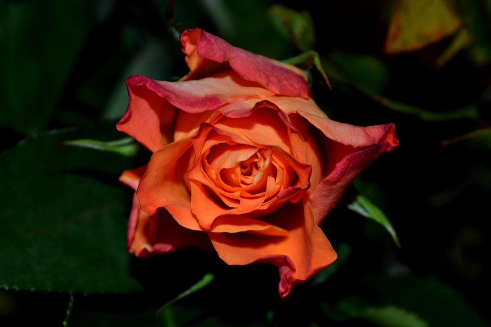Red Flower Surrounded By Green Leaves