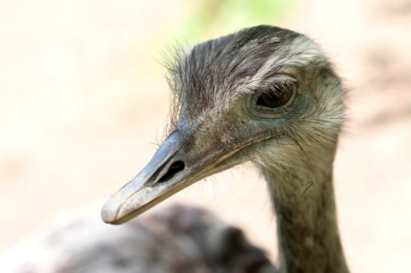 Ostrich Portrait