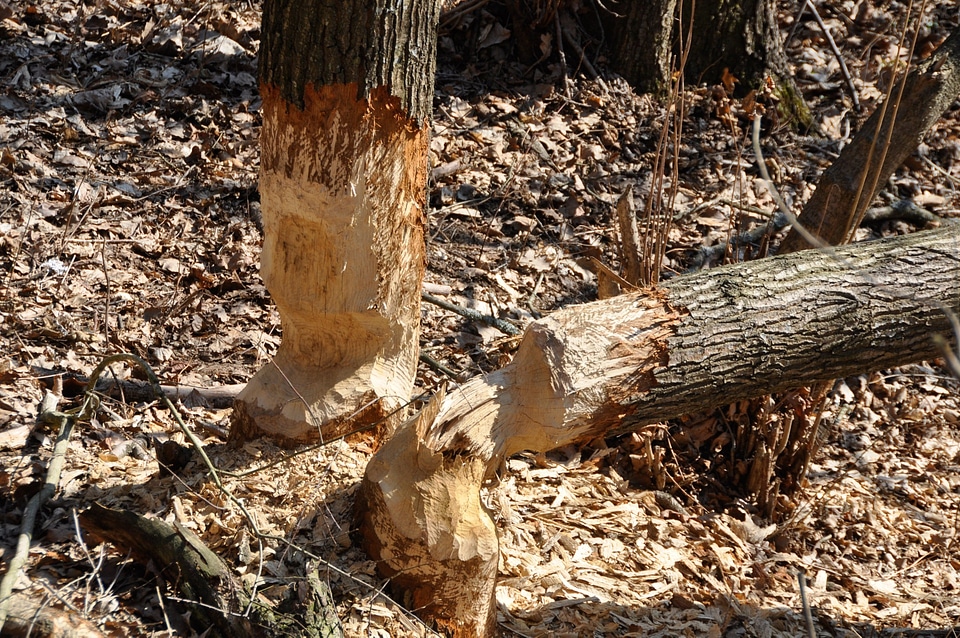 Forest trees felled