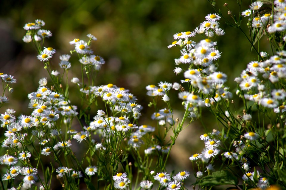 White Daisies In Field