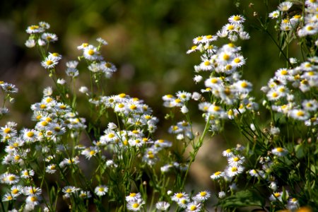 White Daisies In Field photo