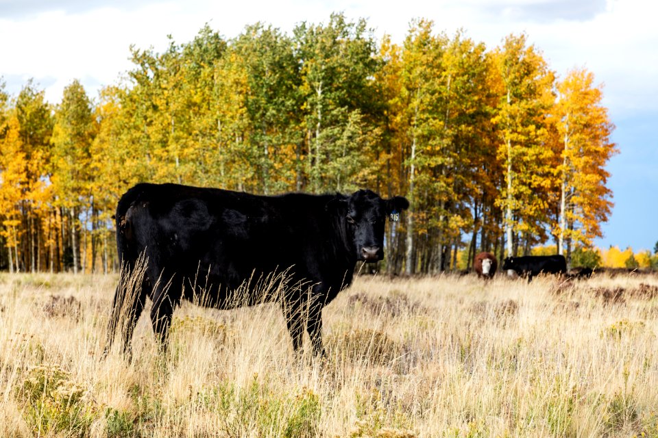 Cattle amble freely in the San Juan Mountains of Conejos County, Colorado, near the New Mexico border. Original image from Carol M. Highsmith’s America, Library of Congress collection.