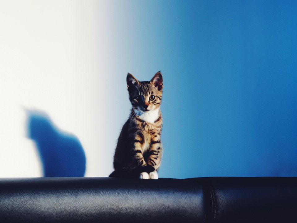 Brown And Black Tabby Cat On Black Leather Textile With Black Shadow