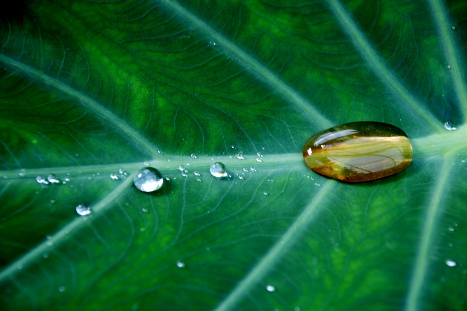 Water Drop On Green Leave Plant