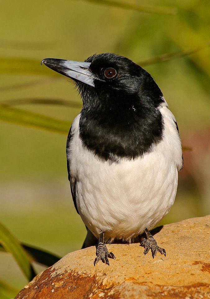 Black white wild