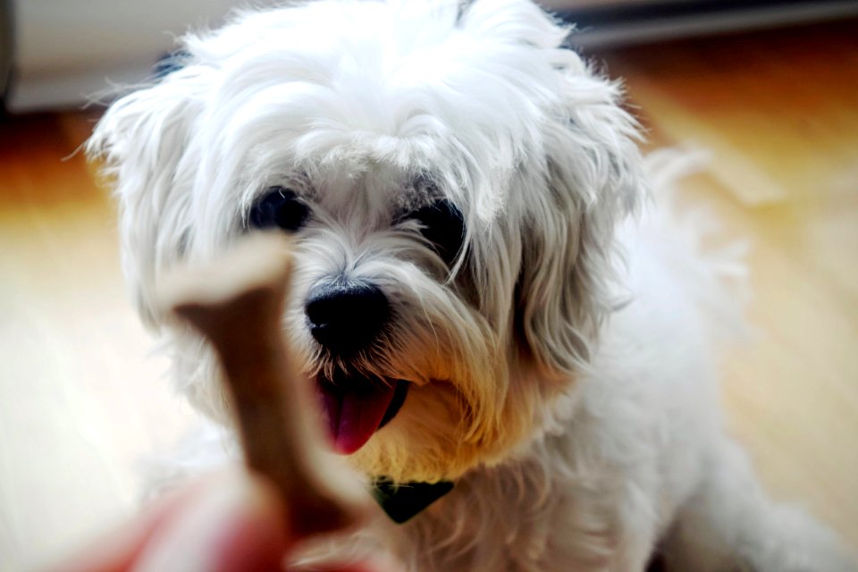 Bone Shaped Food On Front Of White Shih Tzu