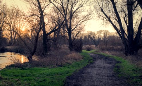 Trail Through Trees At Daybreak