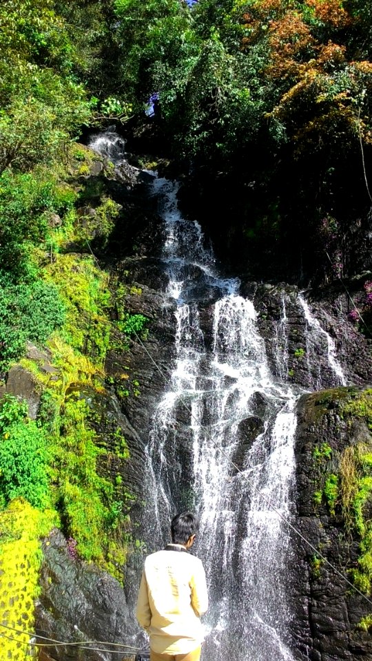 Waterfalls Surrounded By Green Plants