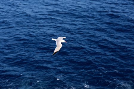 Seagull Flying Over Blue Ocean photo