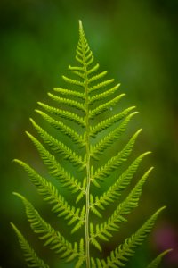Close Up Photography Of Fern Plant photo