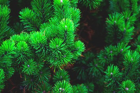 Close Up Of Pine Branches photo