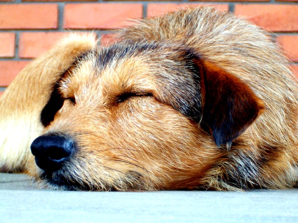Tan And Black Long Coat Medium Dog