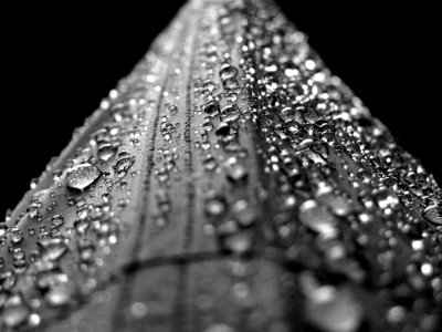 Water Droplets Macro Photograply photo