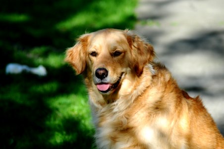 Golden Labrador Retriever Dog photo