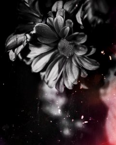Black Petal Flower