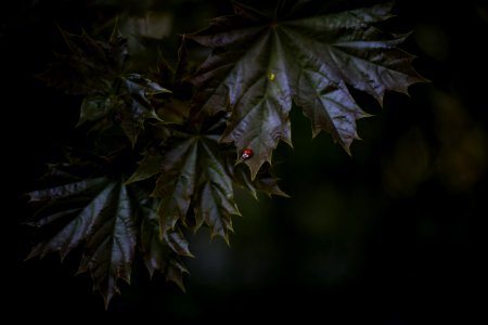 Macro Photography Of Tree Leaves photo