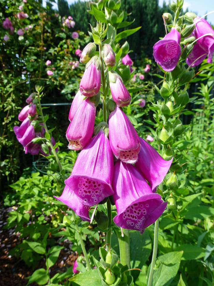 Common foxglove giftplanze pink