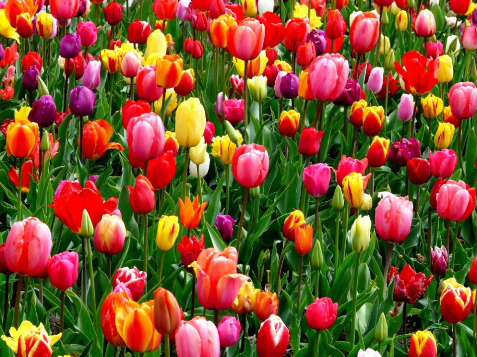 Red Purple And Yellow Tulip Fields