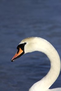 White And Black Swan Near Blue Water