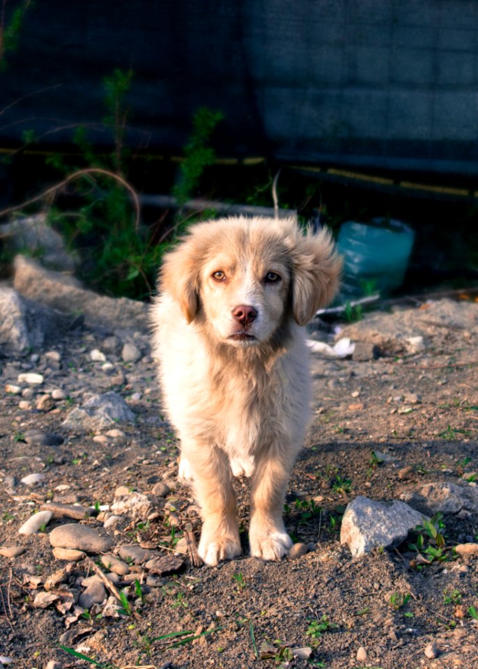 White Medium Coat Dog Standing On Brown Dirt