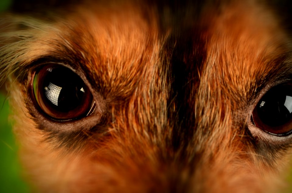 Brown And Black Animal Eyes