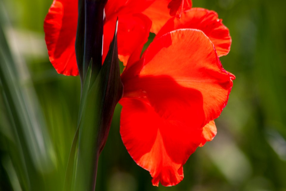 Red Flowerss