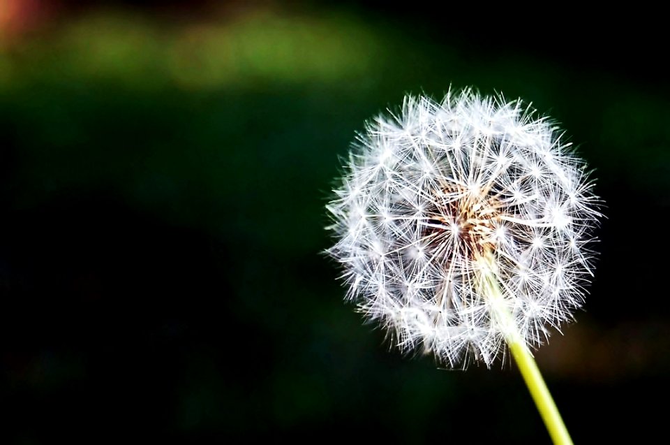 White Flower