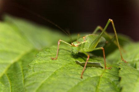 Green Grasshopper On Green Leaf photo