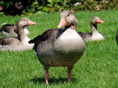 Grey And Black Goose On Green Grass Field photo