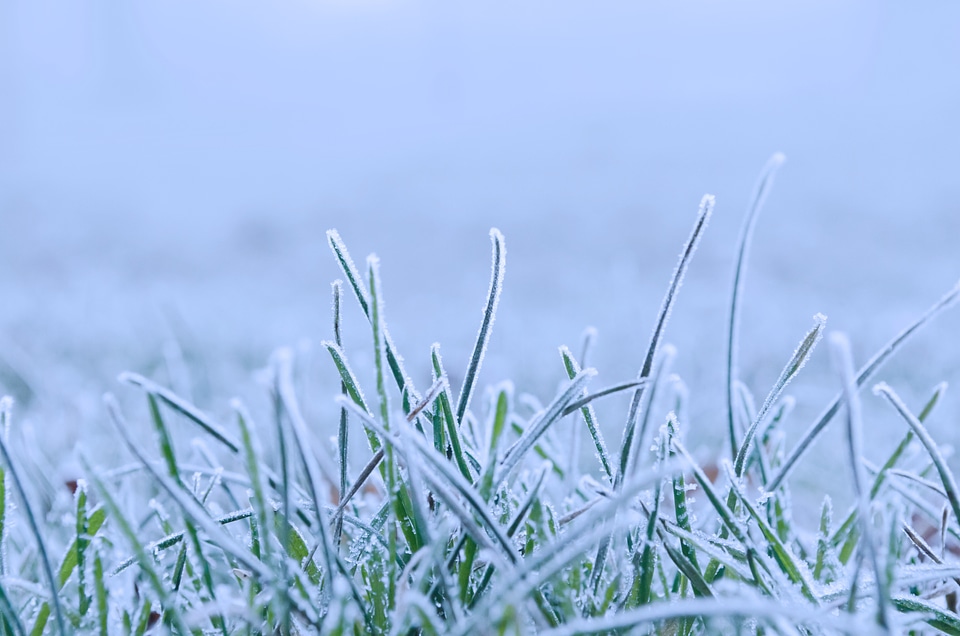 Nature macro frozen