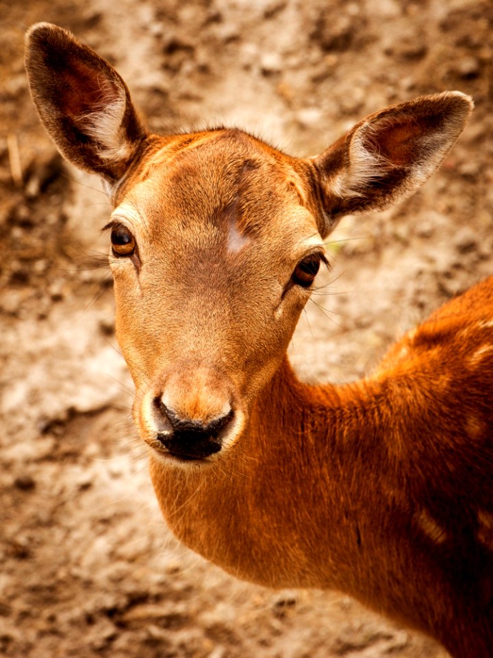 Close Up Photography Of Brown Deer During Daytime photo