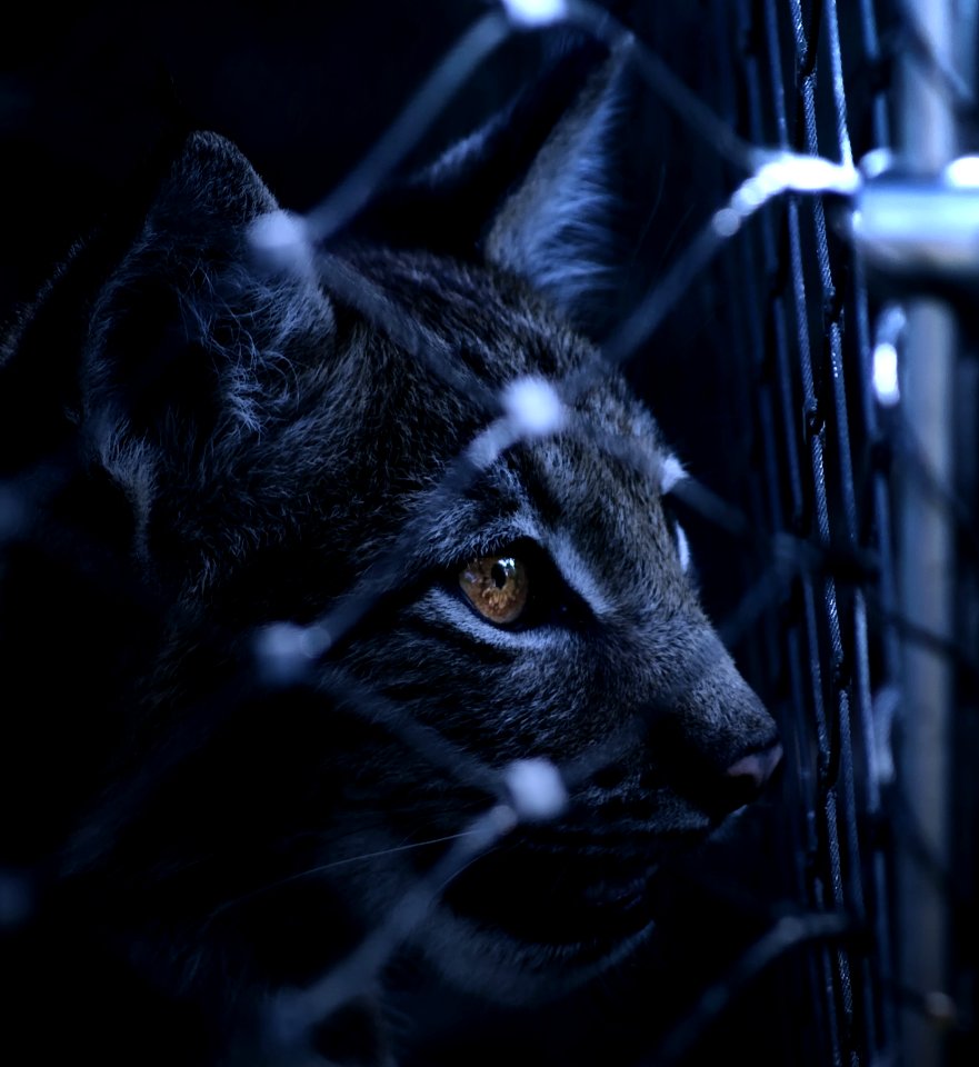 Black Cat On Cyclone Wire Fence