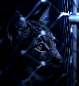 Black Cat On Cyclone Wire Fence
