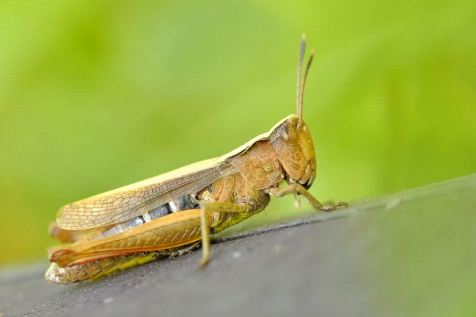 Green And Brown Grasshopper