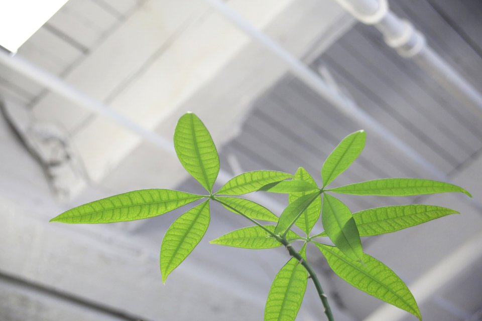 Green Plant Indoors