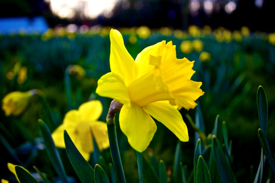Field Of Daffodils