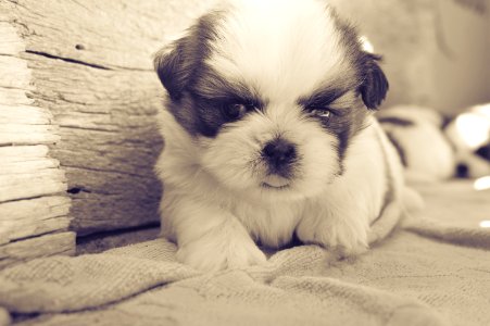White And Black Fur Puppy On Gray Blanket photo