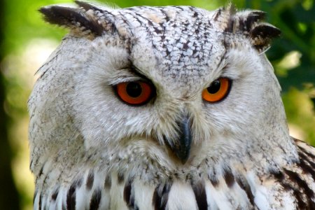 White And Black Owl photo