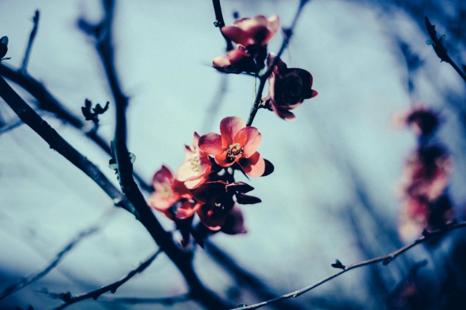 Apple Blossom Flowers