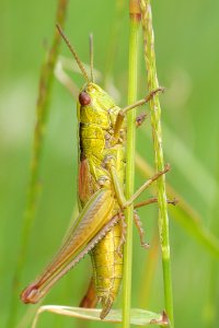 Green Grasshopper photo