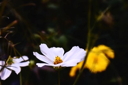 White Petal Flower Near Yellow Flower During Daytime photo