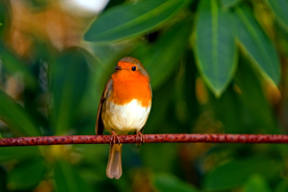 Orange White Brown Bird On Top Of Red Branch