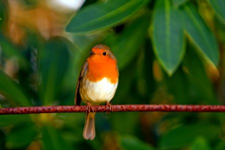 Orange White Brown Bird On Top Of Red Branch photo