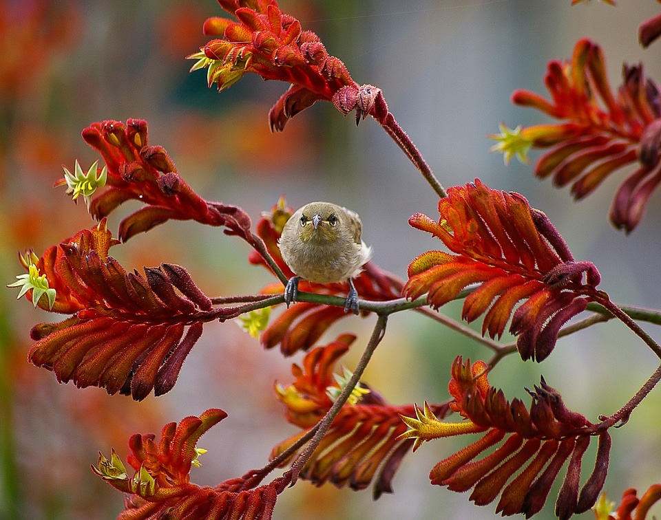 Kangaroo paw flowers flowers orange