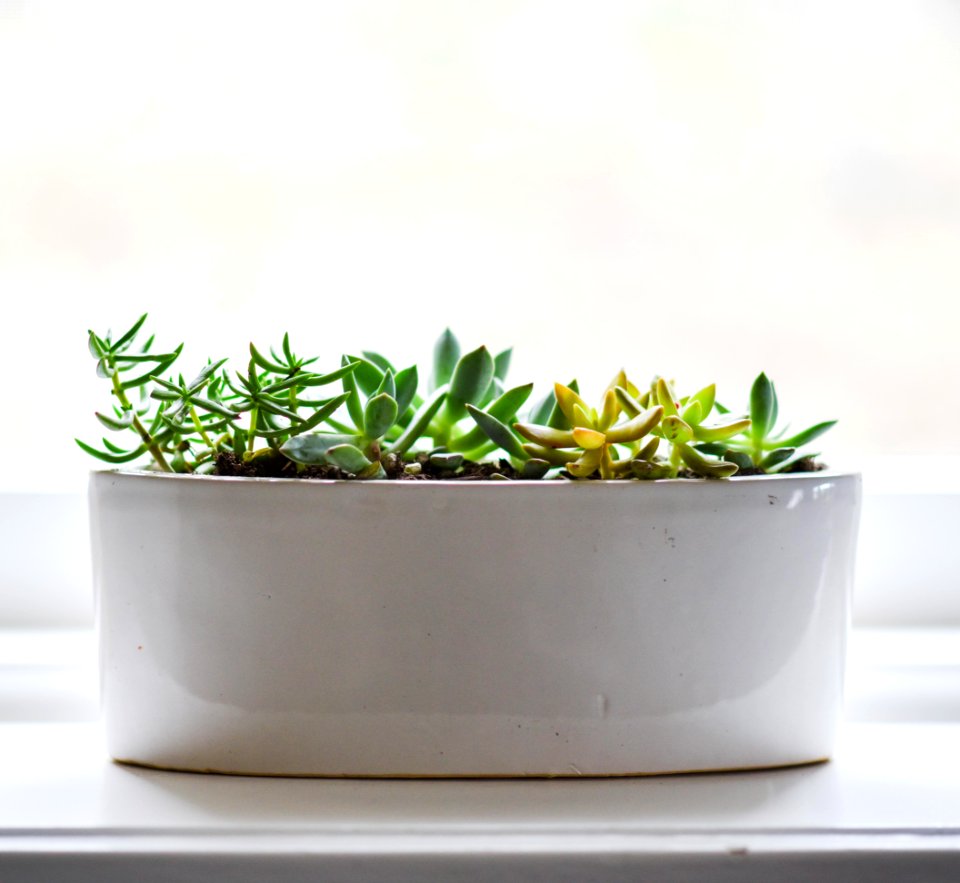 Pot With Succulent Plants