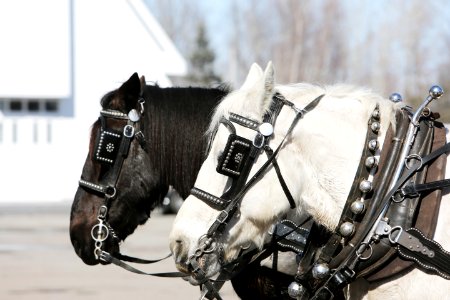 White And Black Horse photo