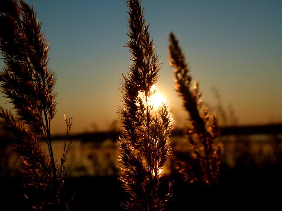 Green Leaf During Sunset