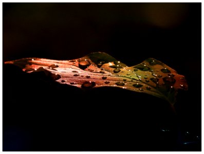 Leaf With Water Drops